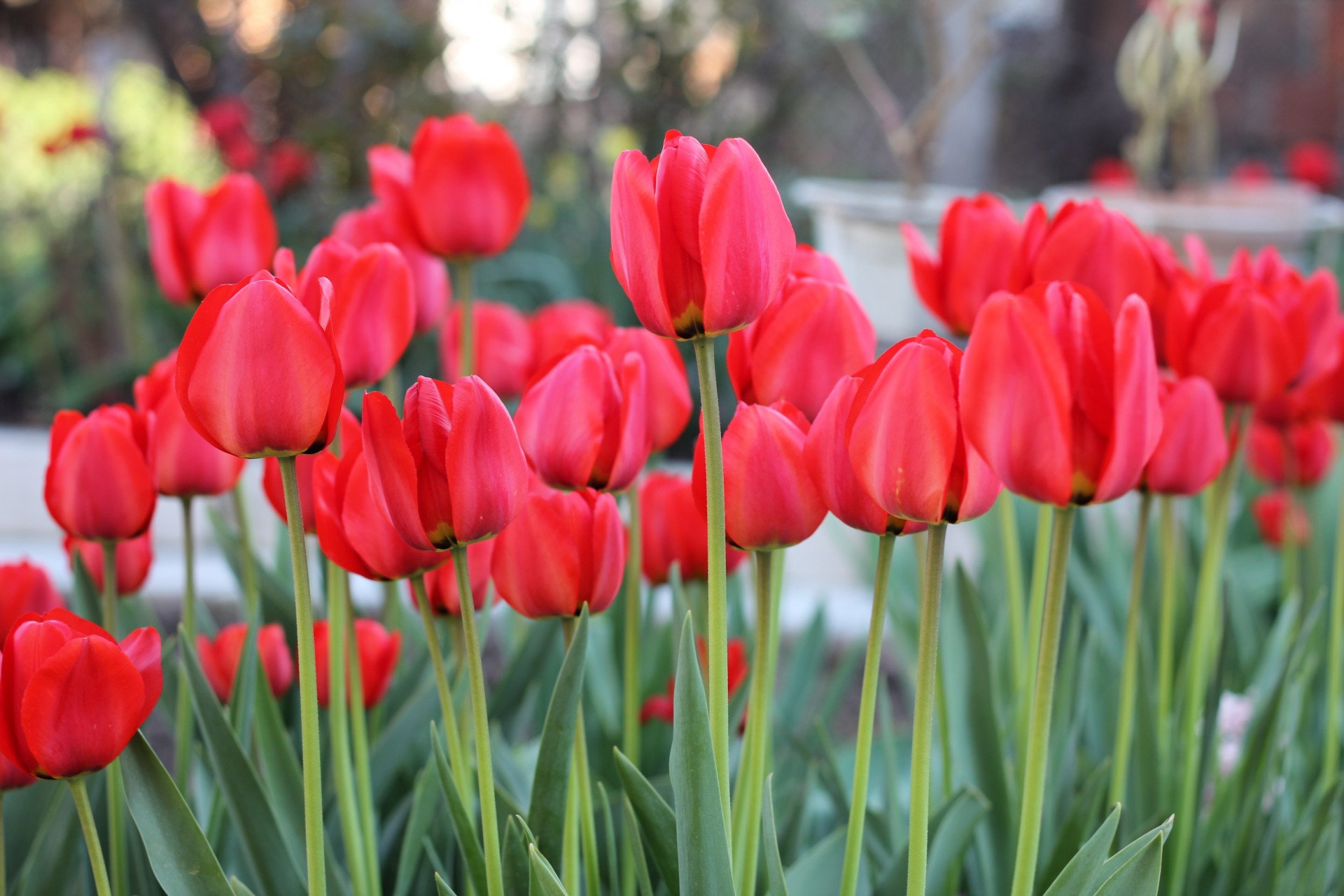 fleurs pétales tulipes