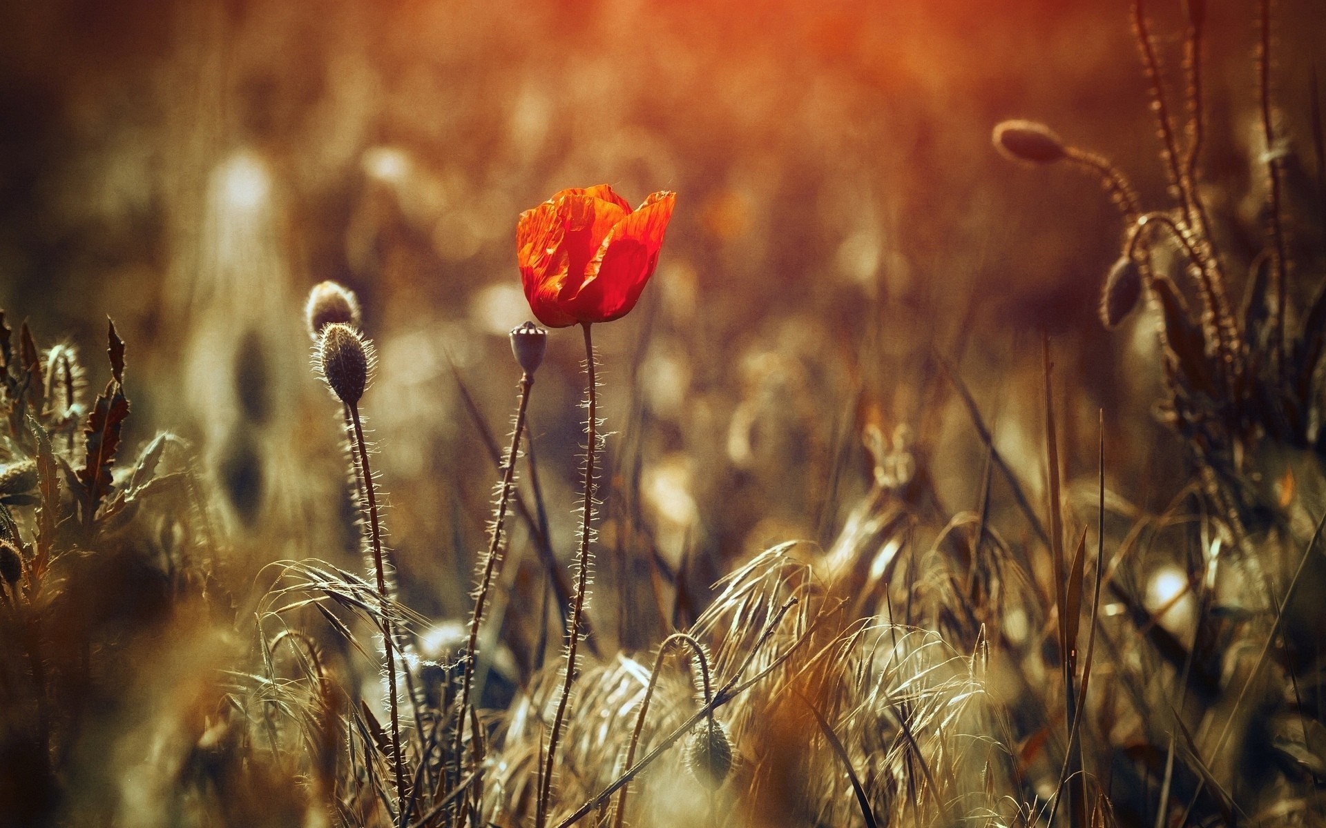 fleurs fond papier peint champ plante flou rouge