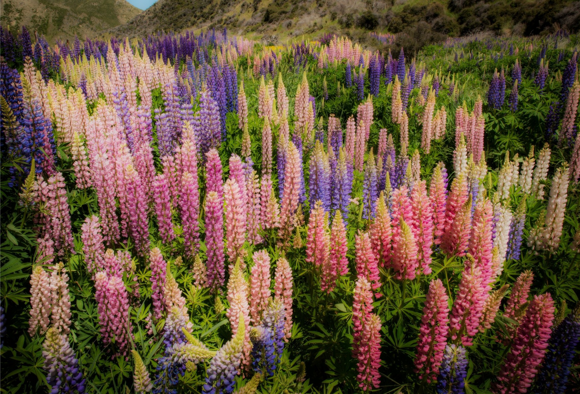 lupine new zealand