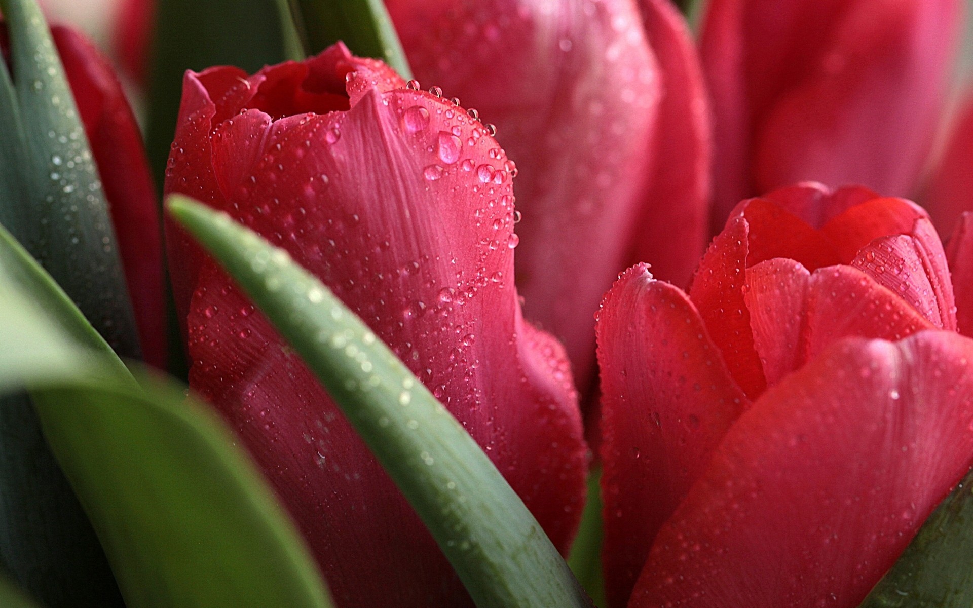 macro gotas de agua primavera tulipanes