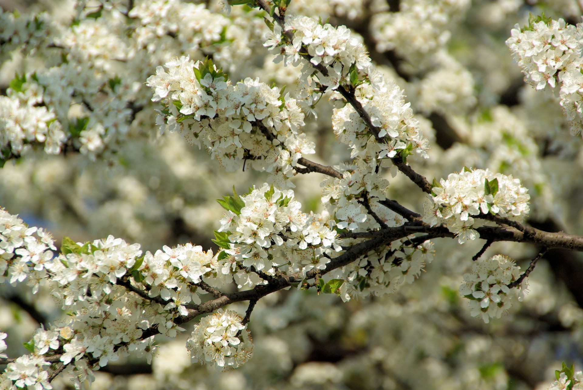 miękki piękny słoneczny wiosna rozkwit kwitnienie makro bujny luksusowy sakura gałąź płatki