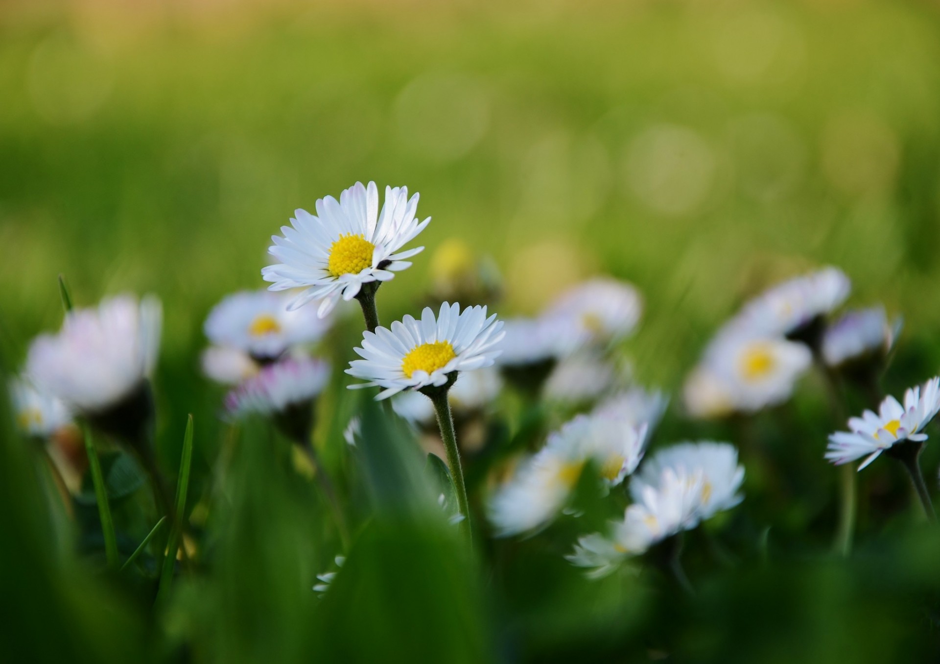 flower blur chamomile close up white petal