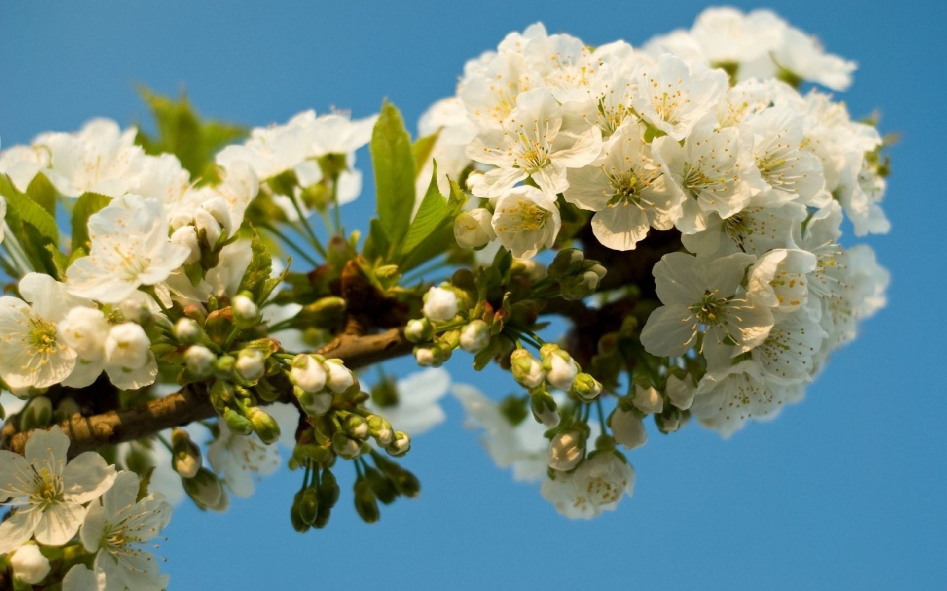 sakura branche floraison