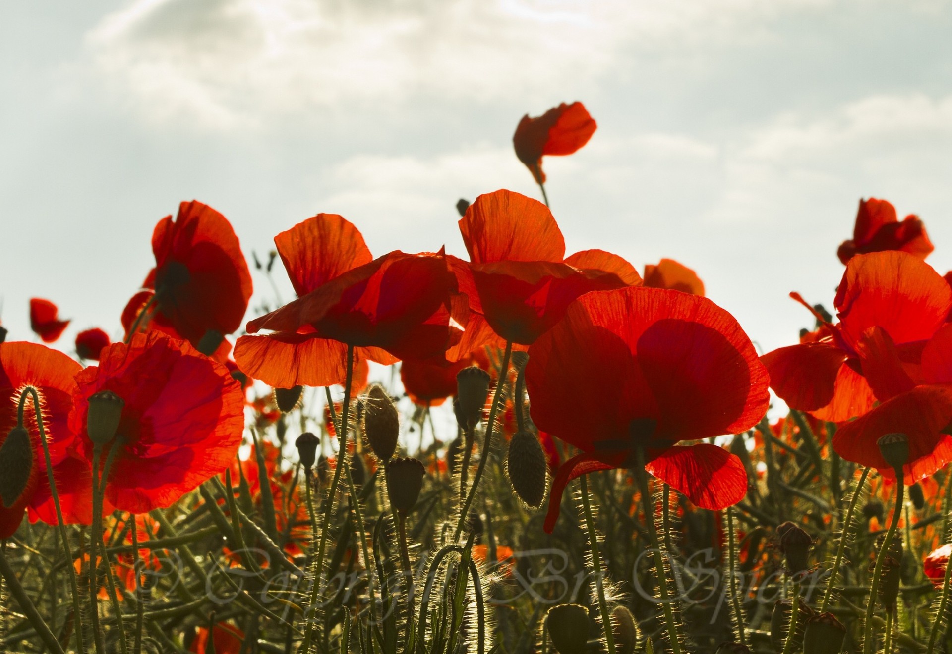 the field sky poppies buds red