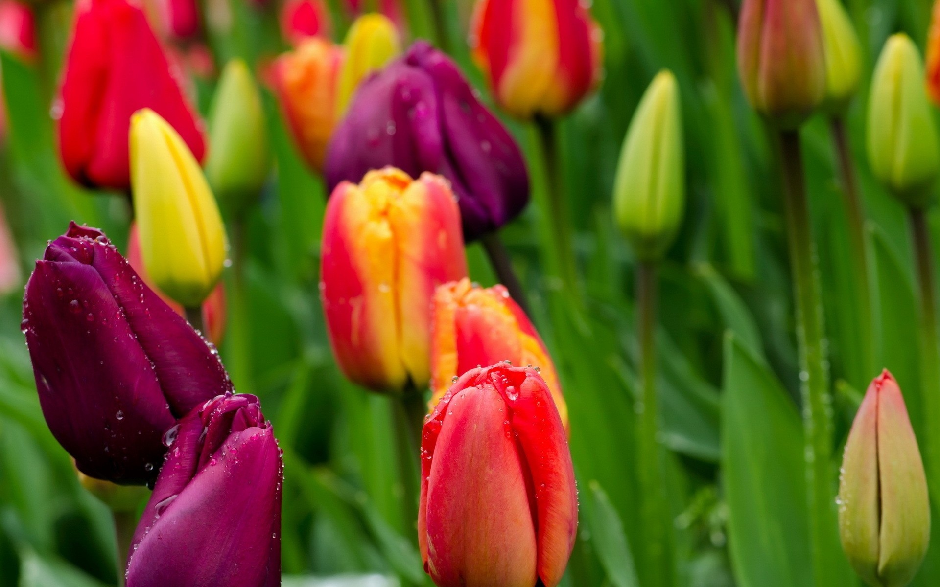 nature flower tulip