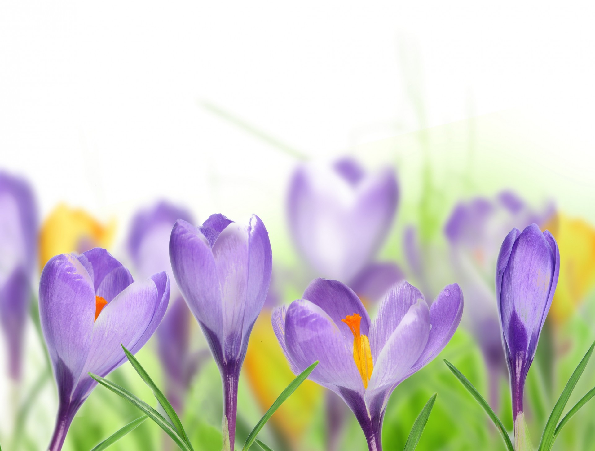 leaf purple white background spring lilac