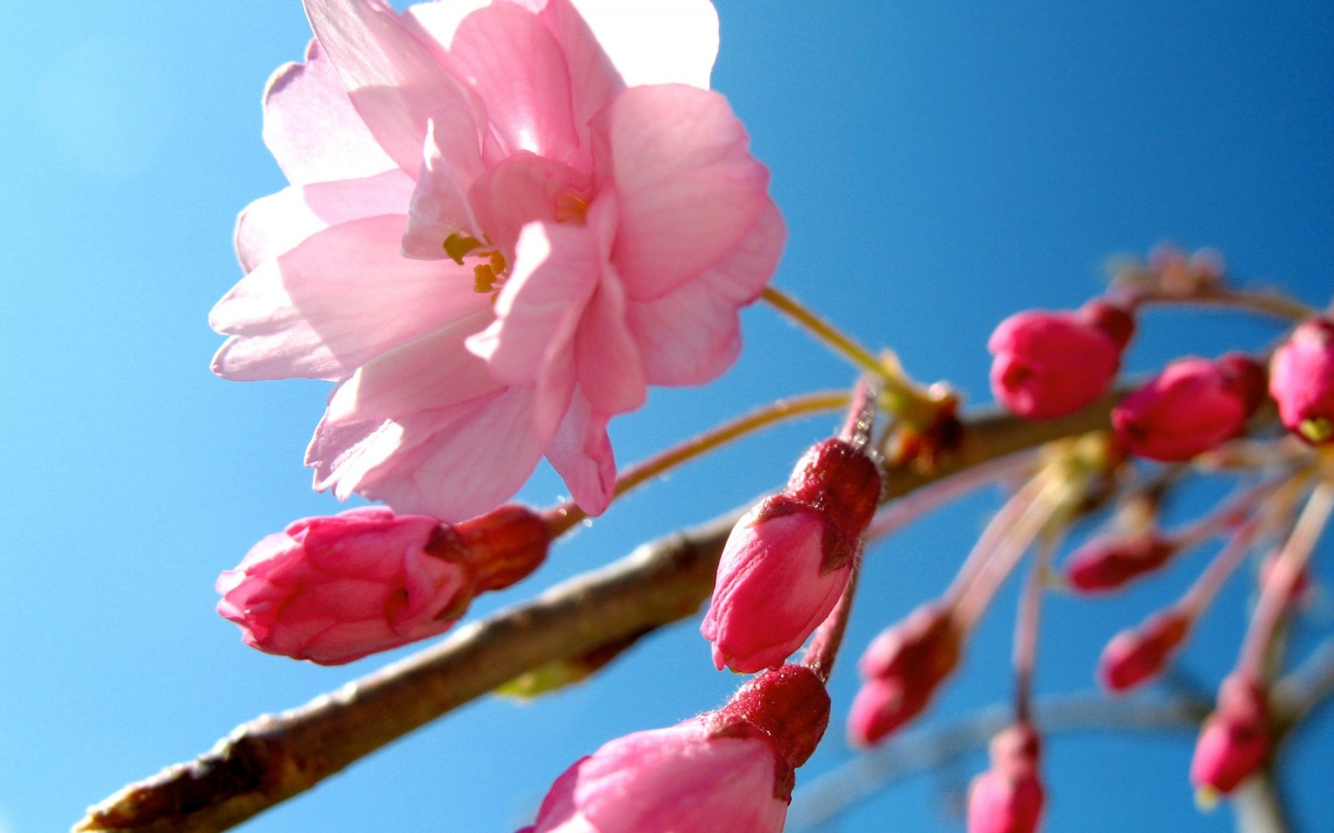 ciel fleur printemps rose sakura