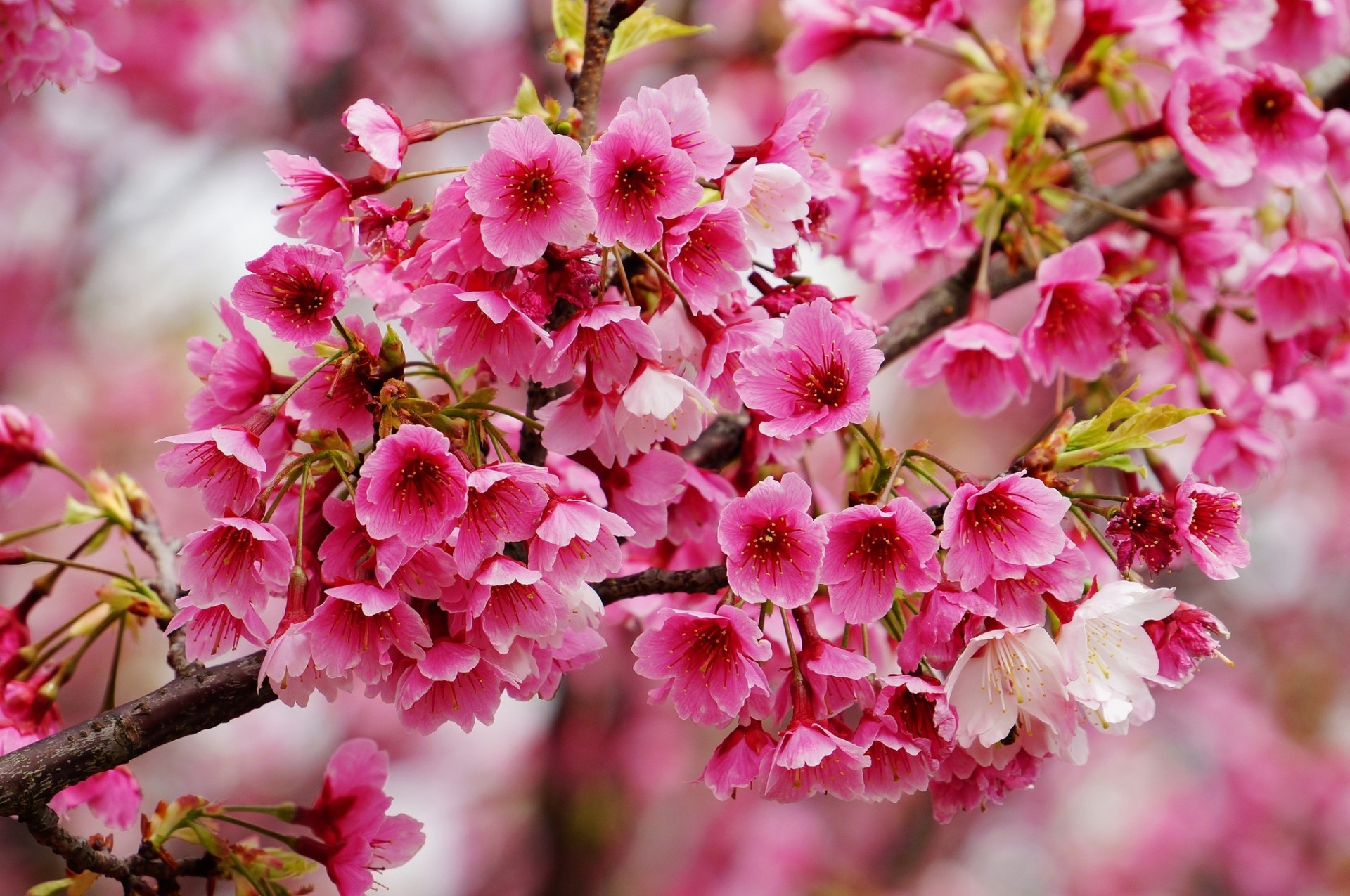 macro ramo primavera fioritura sakura