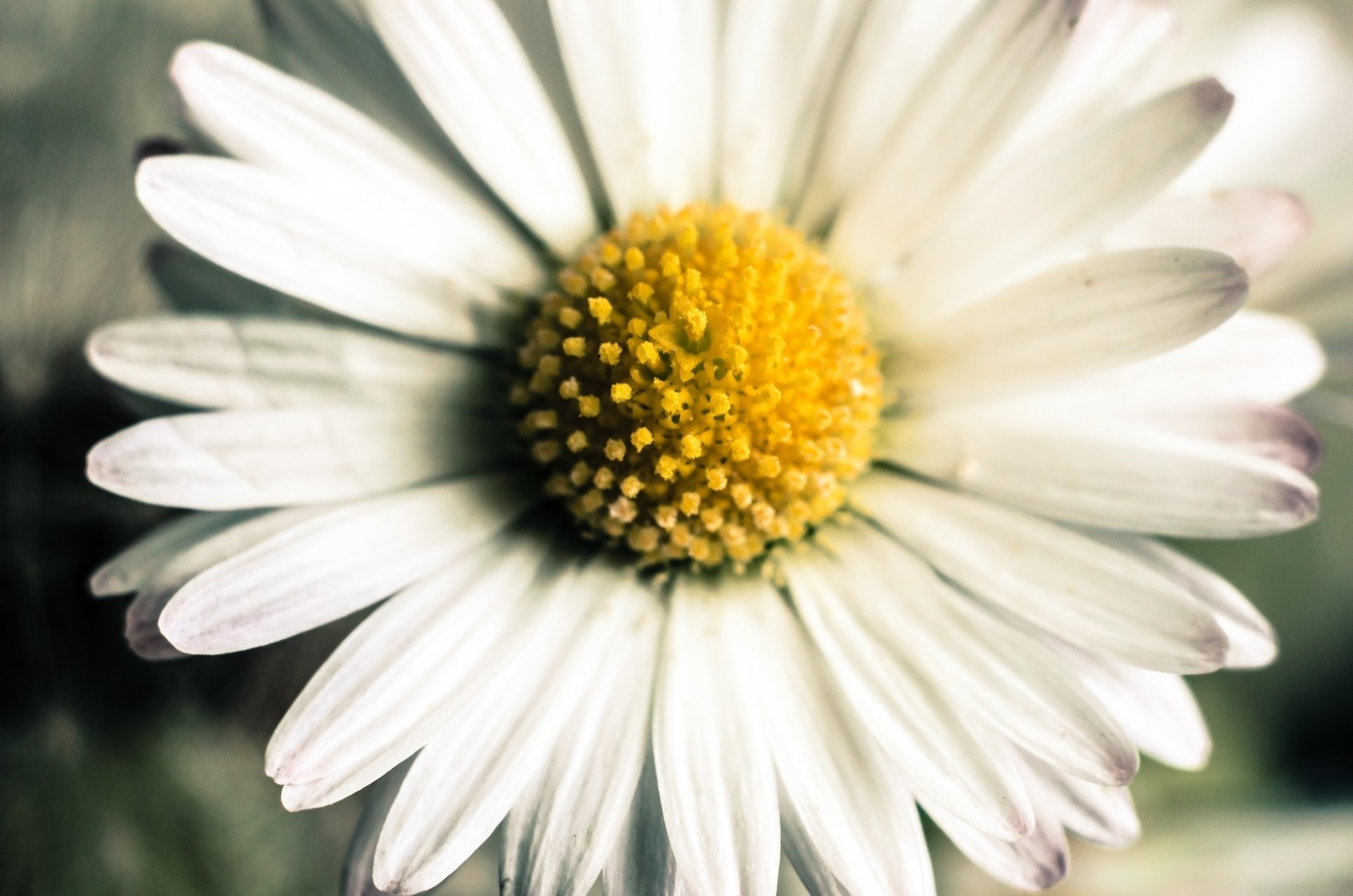 pétales camomille macro fleur