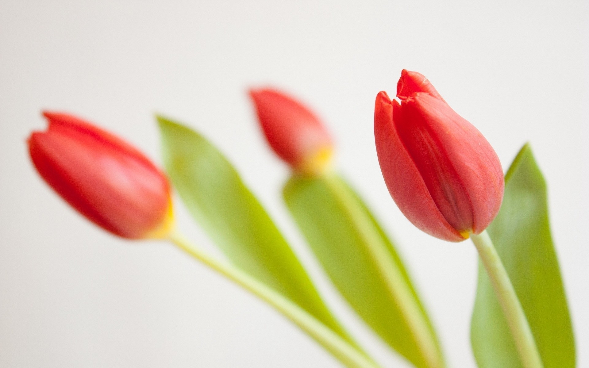 background flower tulip