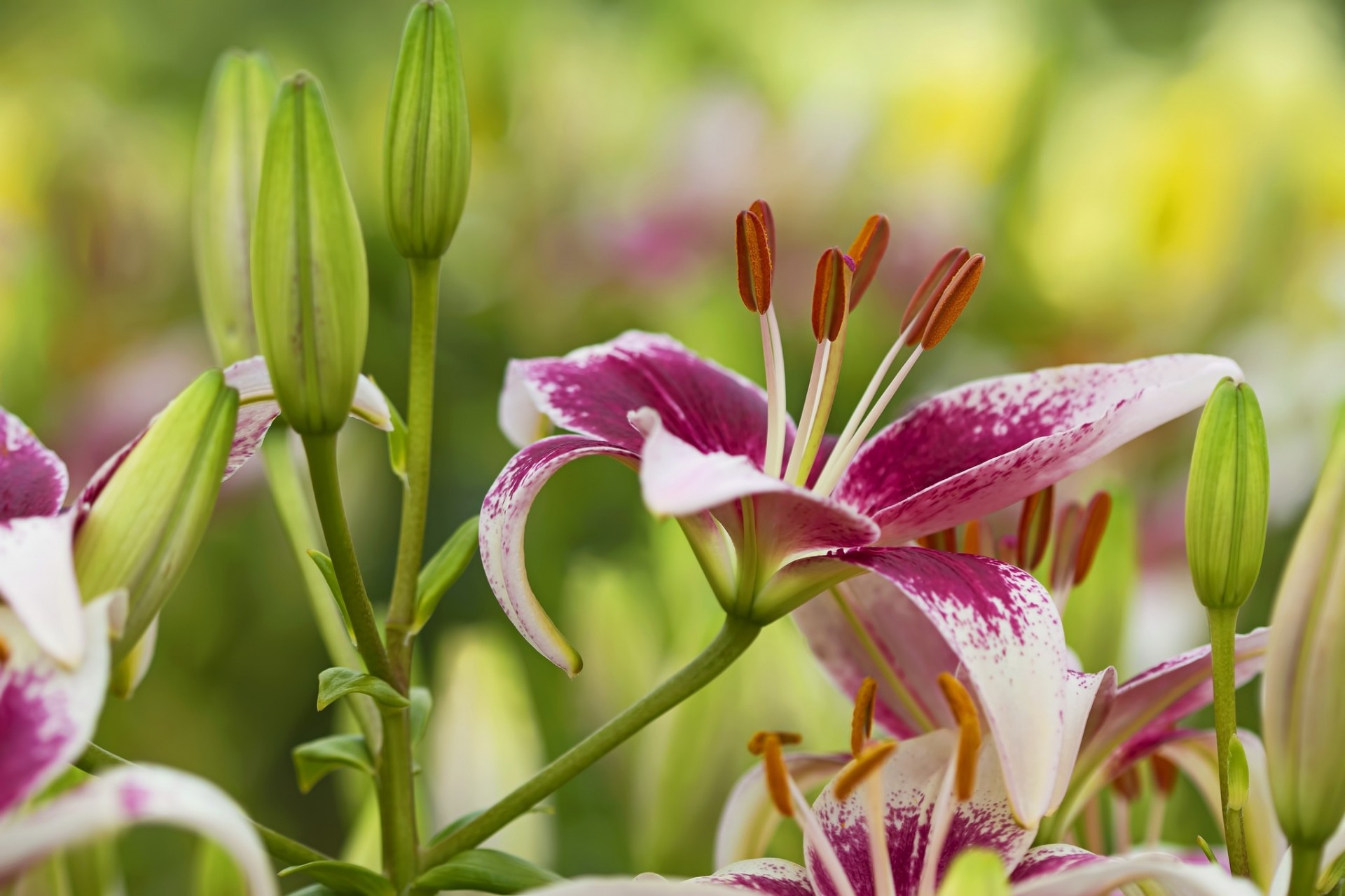 lilien knospen staubblätter blütenblätter