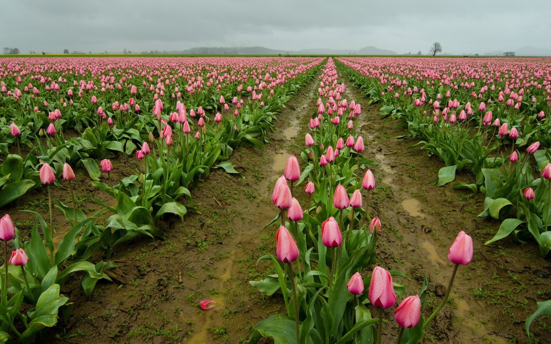 campo flores tulipanes