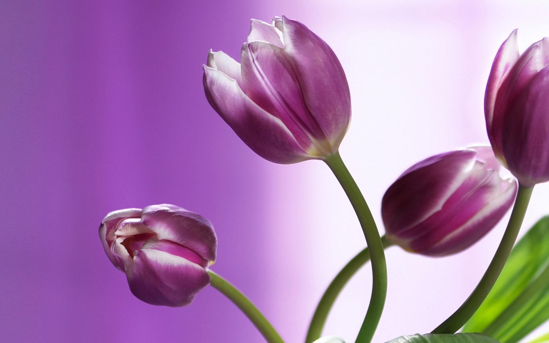 close up bouquet spring tulip