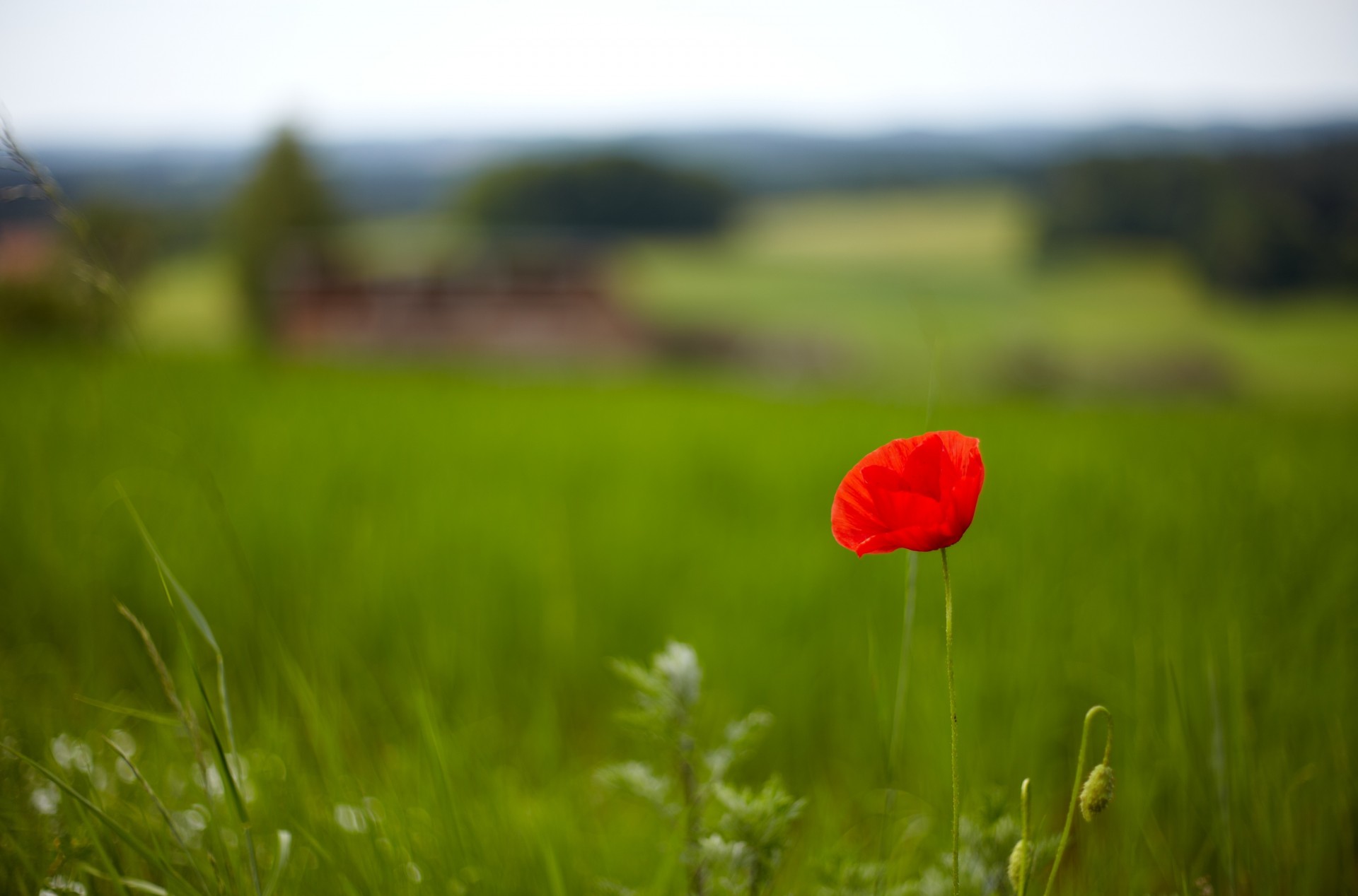 flowers greenery background grass wallpaper poppy flower field red