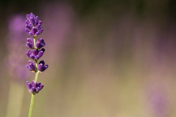 Lila Blume auf verschwommenem Hintergrund