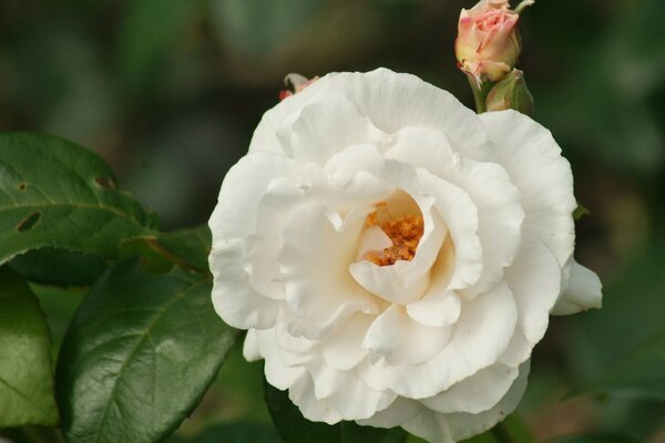 Gros plan de prise de vue d un bourgeon de rose