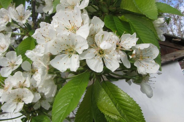 Foto von Kirschblüten im Frühling