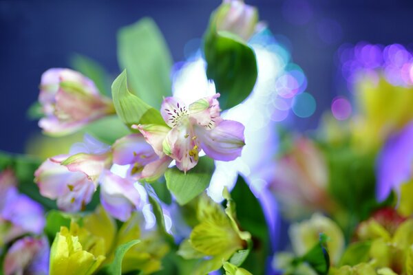 Schöne Frühlingsblumen und Blätter