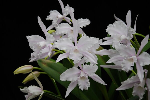 White orchids on a black background