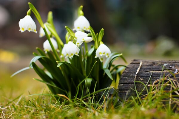 Frühe Frühlingsblume im Wald