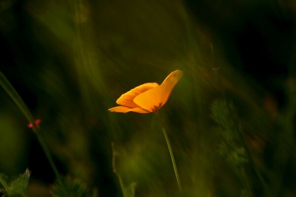 Ripresa macro di un fiore arancione su sfondo sfocato