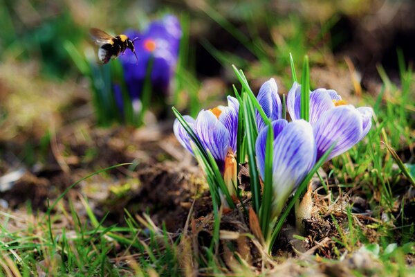 A bumblebee flies over a flower