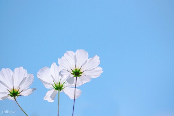 Blumen auf einem blauen Himmelshintergrund