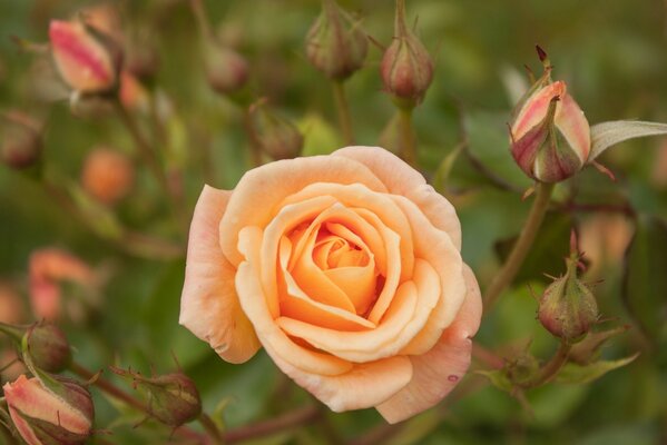 Macro shooting rosebud