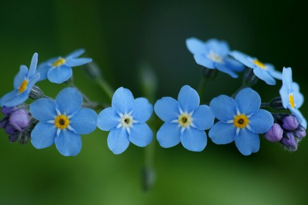 Fotografía macro de colores: nomeolvides azules