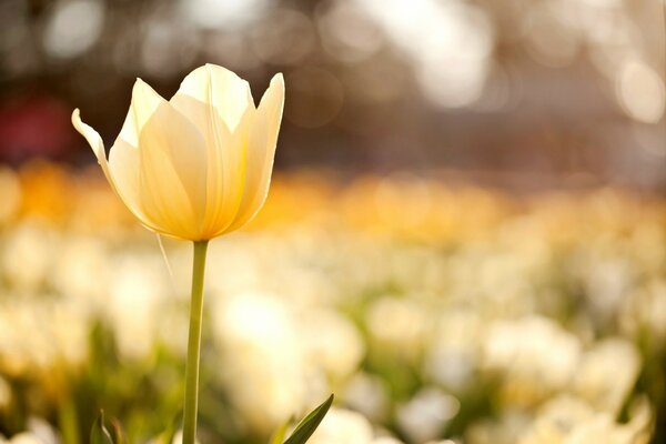 Photo de gros plan d une tulipe jaune dans un champ