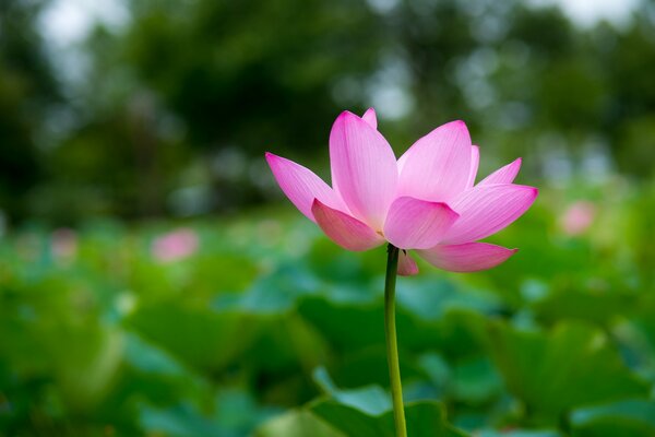 Pétalos de loto rosa florecidos