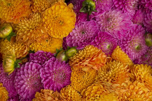 A huge armful of colorful dahlias