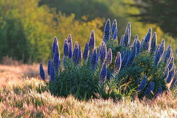 Fiori blu nel campo