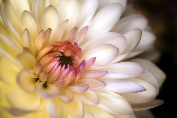 Blütenblätter in der Nähe einer weißen Chrysantheme