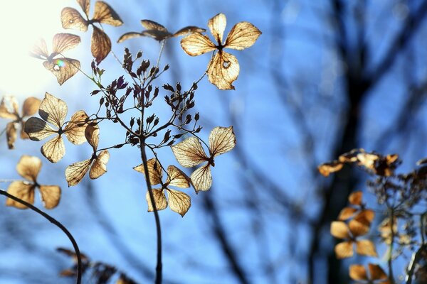 A beautiful flower in the blue sky