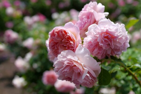 Lovely pink roses in summer