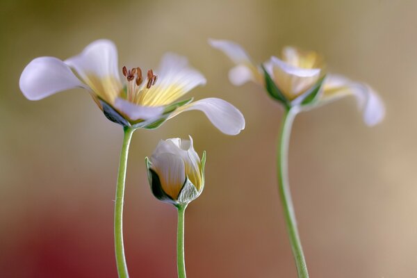 A flower bud on a solid background