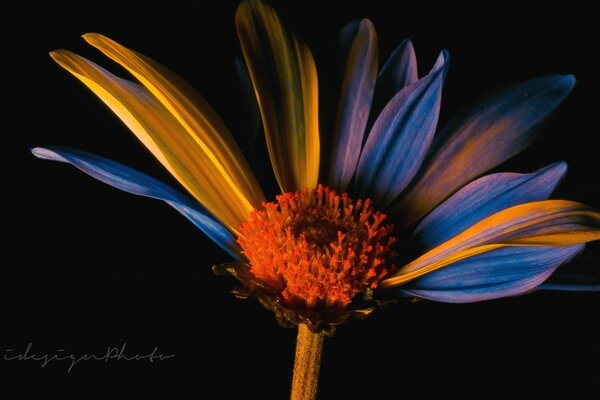 Blume mit blauen und gelben Blütenblättern