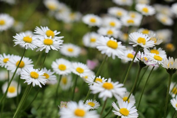 Gänseblümchen, die auf einer grünen Wiese blühen