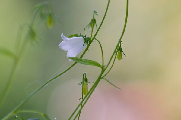 Zarte Feldblume Glocke