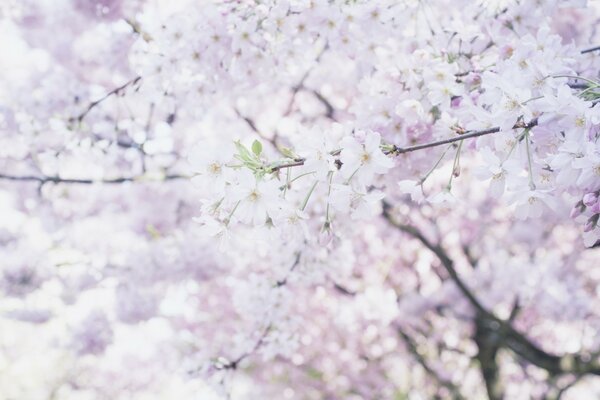 Photos of spring flowering trees