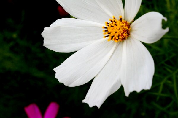 Belle fleur blanche sur fond