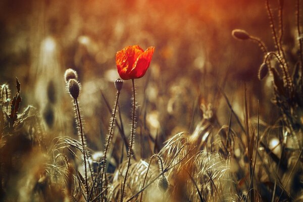 Mohnblume im Feld