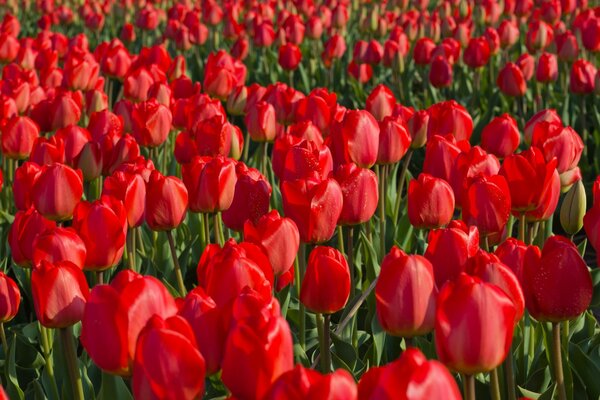 Piantagione di tulipani rossi vicino