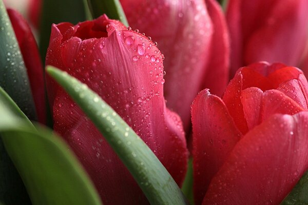 Dew drops on pink tulips