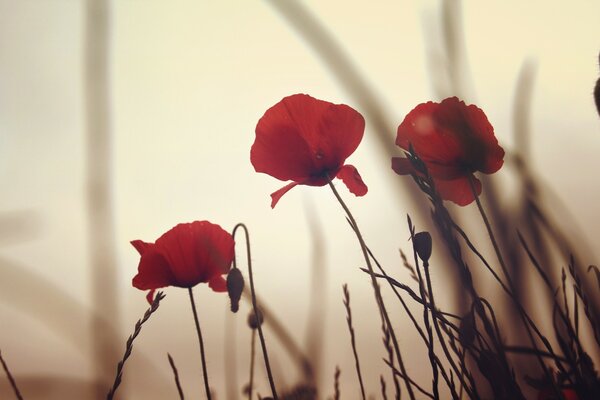 Amapolas rojas al amanecer