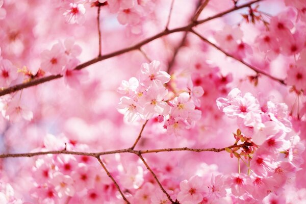 Delicate pink cherry blossom