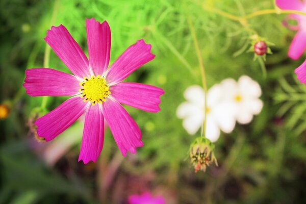 Bel fiore rosa con stame giallo