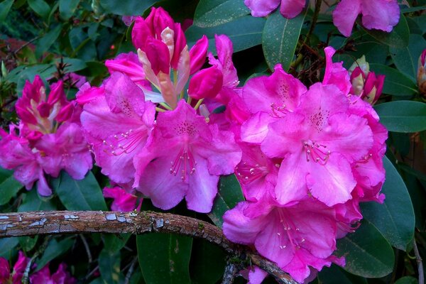 Rododendros rosados brotes en una rama