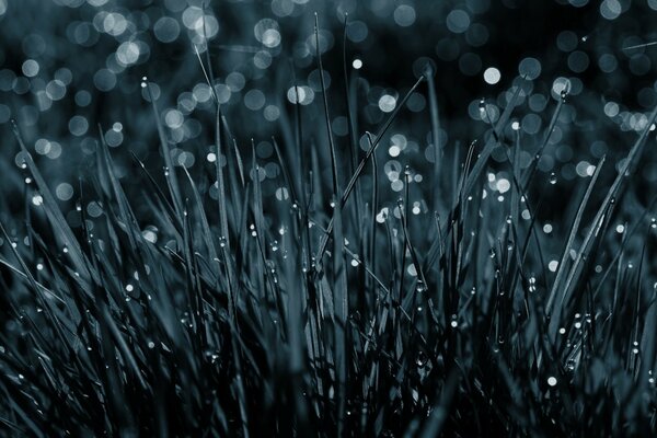 Imprinted grass in dew drops